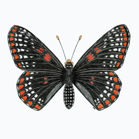 Baltimore Checkerspot butterfly
