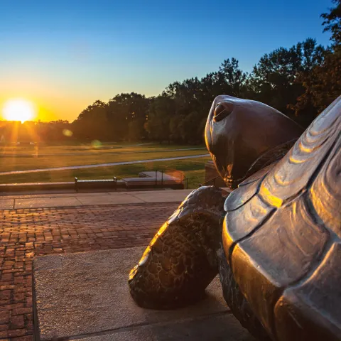 Testudo in the sunrise