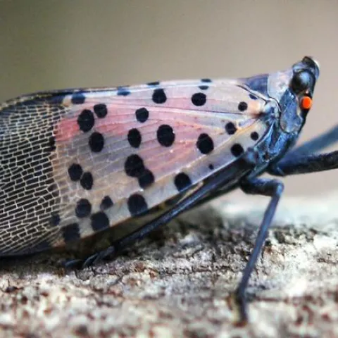 spotted lanternfly side view