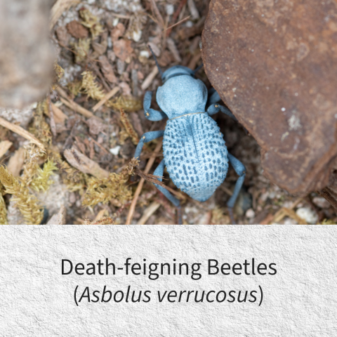 Death-feigning beetle