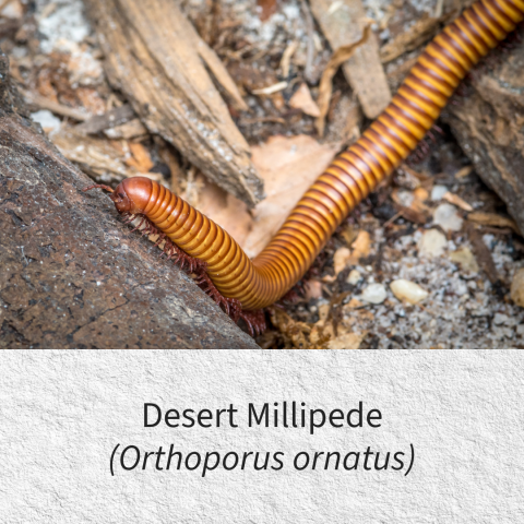 Desert millipede