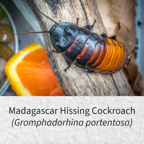 Madagascar hissing cockroach