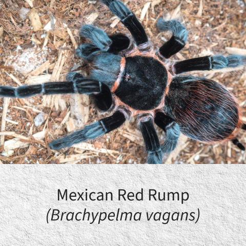 Mexican red rump
