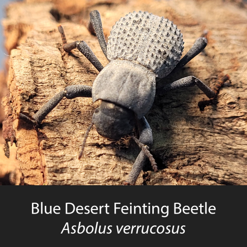 Blue Death Feigning Beetle