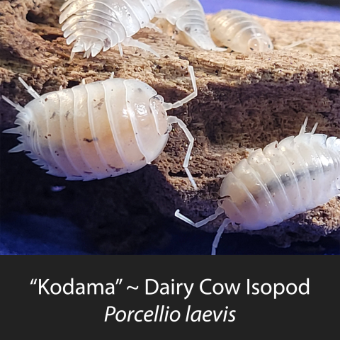 Cute Dairy Cow Isopods on a piece of wood