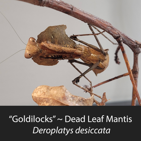 Goldilocks the Dead Leaf Mantis - D. Dessicata