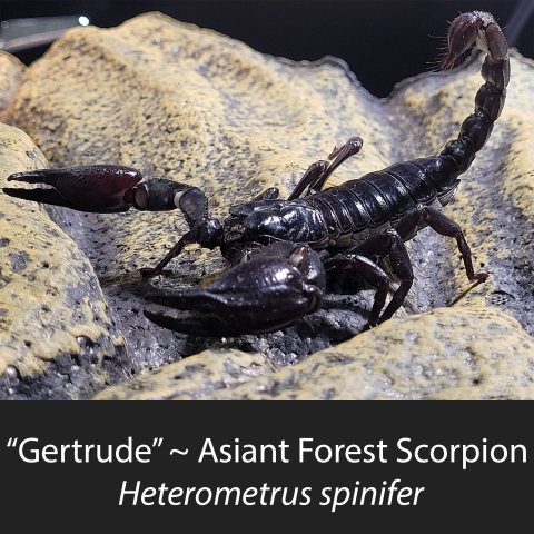 Large Asian Forest Scorpion posing on a rock