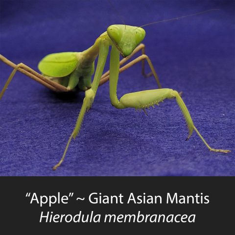 Female Giant Asian Mantis posing on a blue backdrop