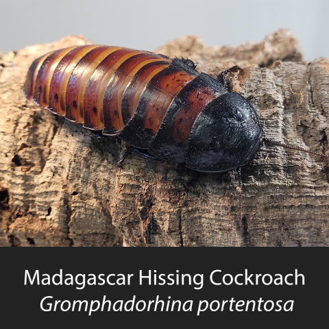 Hissing Cockroach posing on a piece of wood