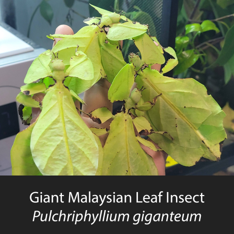 Several friendly Giant Malaysian Leaf Bugs covering a hand