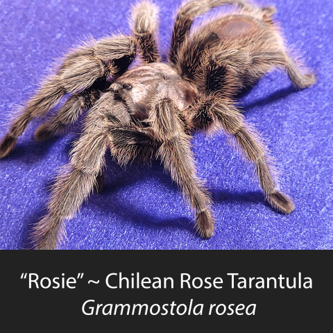 Rosie the Chilean Rose Tarantula