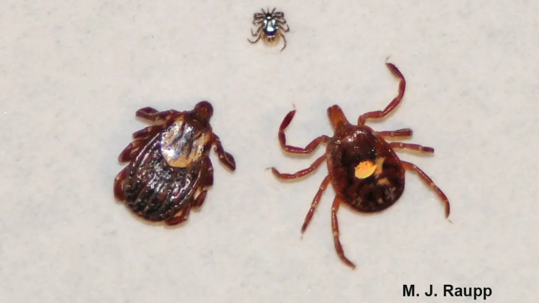 Extension Arthropod Vectors of Disease