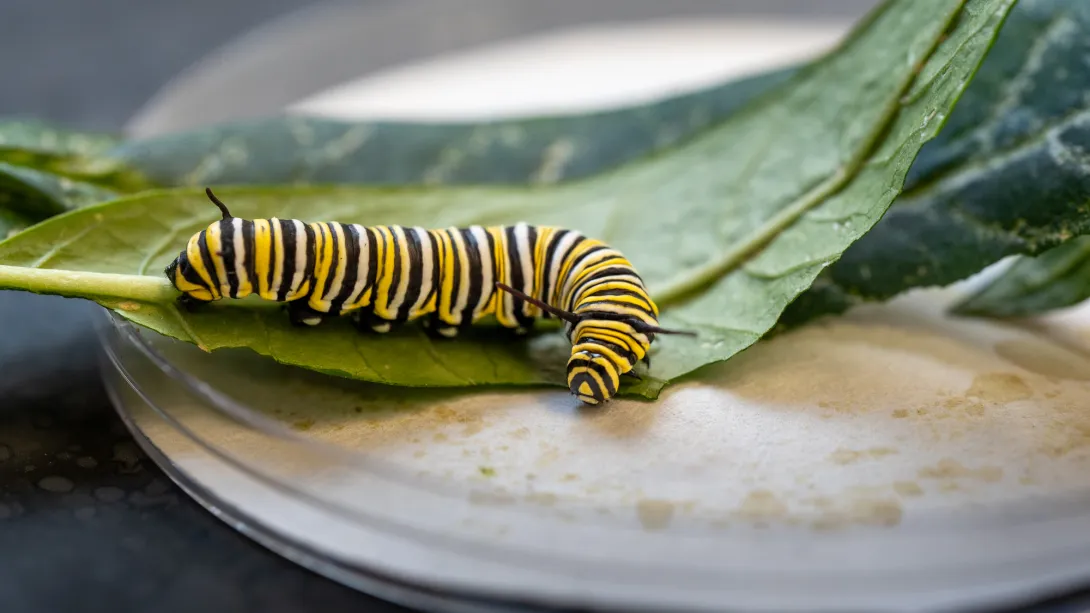 caterpillar in Krishnan lab
