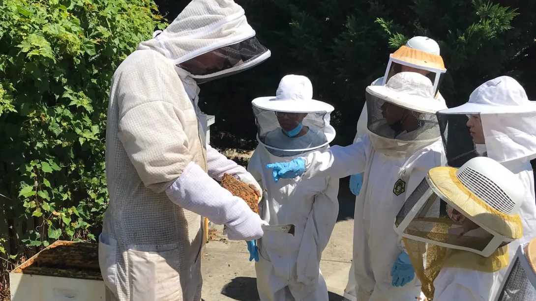 Group looking at a bee hive at Bug Camp