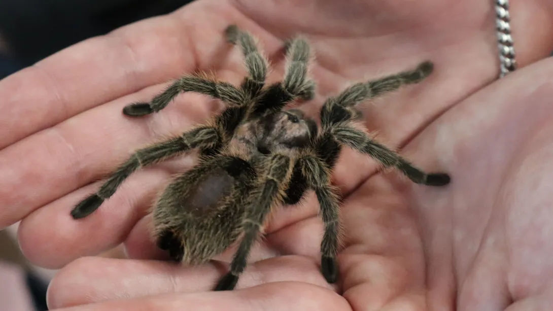Rosie the tarantula being held
