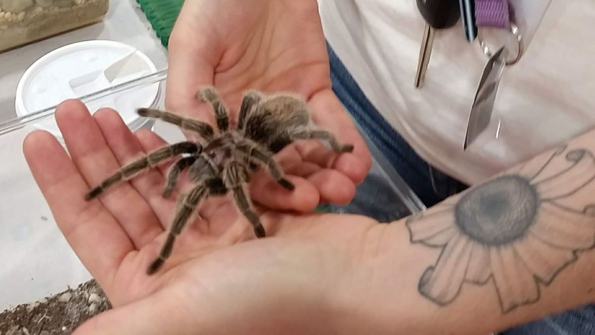 Rachel Kuipers presents Rosie the tarantula at the booth.