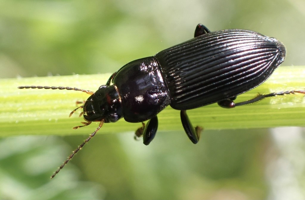 Carabidae: Anisodactylus