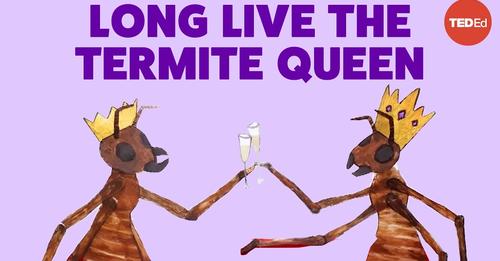 termite cartoon