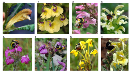Figure 1 Examples of the floral diversity and pollination strategies of Pedicularis spp. in Hengduan Mountain Region, China. From Eaton et al. 2012.