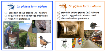 Figure 1: Cx. pipiens – one species with two bioforms: form pipiens and form molestus (image credit: Anna Noreuil).