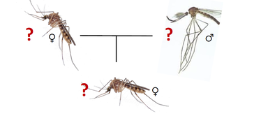 Figure 2: The differences between Cx. pipiens bioforms and hybrids are not obvious by sight alone. Question marks illustrate the difficulty in telling apart the two forms pipiens and molestus and hybrids without employing DNA-focused molecular approaches (image credit: Anna Noreuil). 