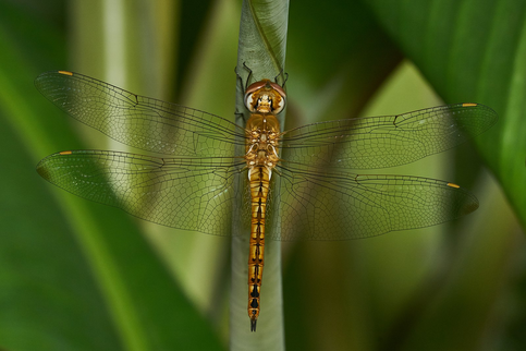 Fig. 3. Pantala favescens (wandering glider) dragonfly. Photo by Jeevan Jose.