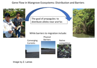Gene Flow in Mangrove system
