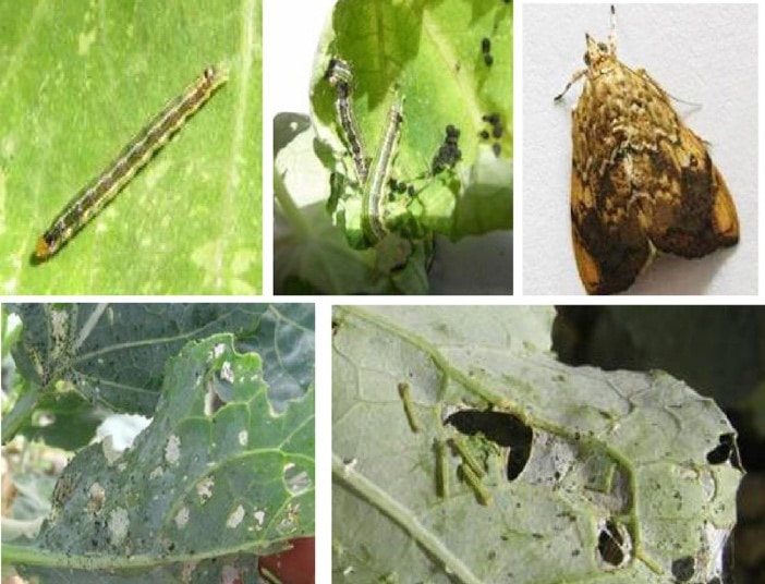 Figure 3 Diamondback moth (left and center above) moth instar (right above) and leaf damage by gregarious young caterpillars.
