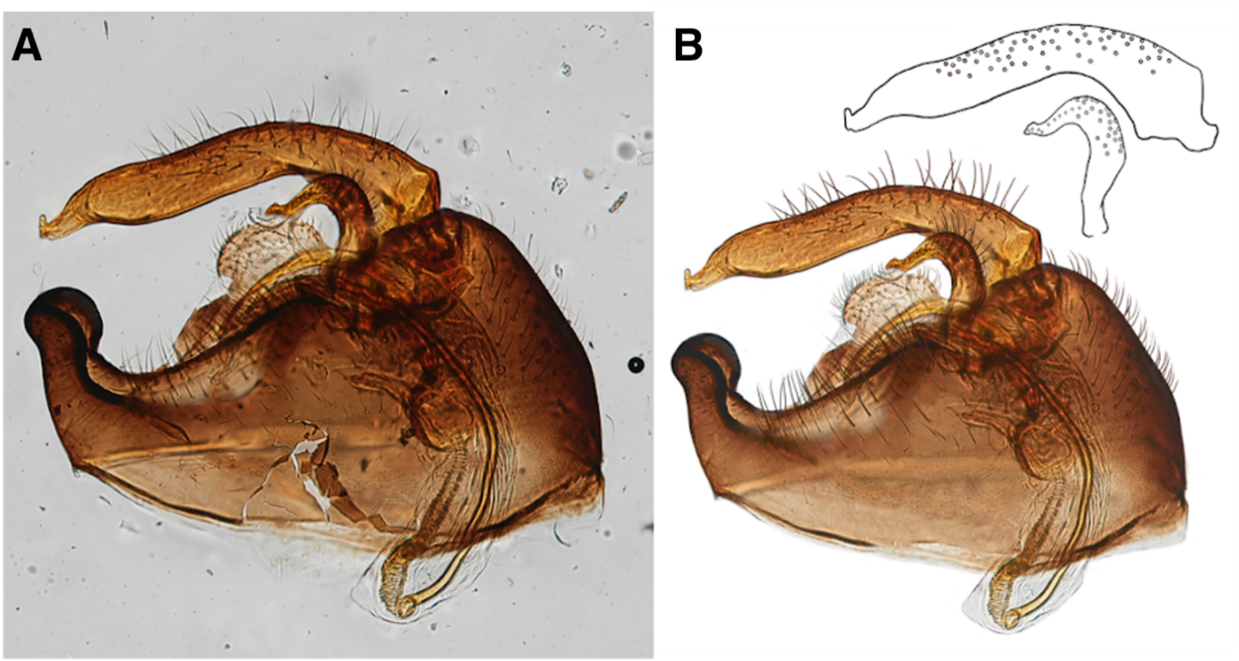 Figure : A photographic image of a hemipteran genitalia (Halticotoma sp.; left) and Litwak’s illustration of it (right) with the isolated structures (top right). (Image Credit: Taina Litwak)