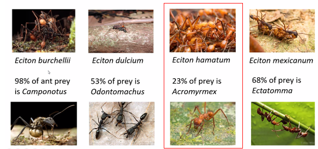 Figure 3. The diet specialization of four army ants (Eciton burchellii, E. dulcium, E. hamatum, E. mexicanum) and the proportion of their diet that is composed of their preferred ant prey. E. hamatum specializes on the brood or young of Acromyrmex leaf-cutter ants. Acromyrmex octospinosus was used as their preferred prey on Barro Colorado Island where these studies took place (Modified from Powell and Franks 2006) (Photo Credits: Alex Wild www.alexanderwild.com 2020).