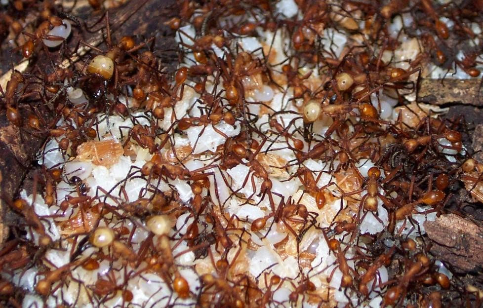 Figure 2. Eciton hamatum army ants with their prey cache consisting of Acromyrmex leaf-cutting ants and their larvae (white spheres) and pupae (orange) (Manubay and Powell) 2020).