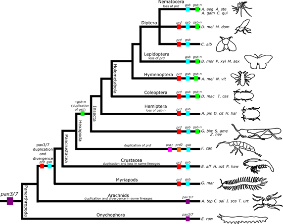 Figure 1. pax3/7 phylogeny reveals loss of prd in the lineage leading to Culicidae (mosquitoes) (Figure courtesy of Dr. Alys Jarvela, unpublished)