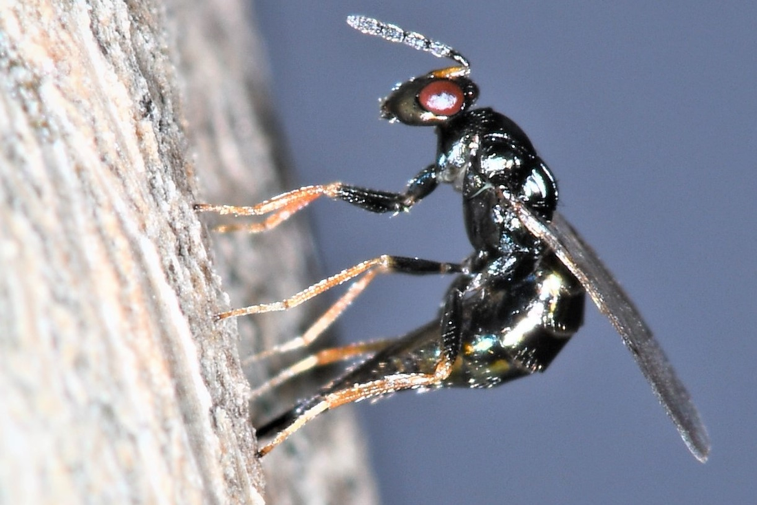 Figure 4: Parasitoid wasp Tetrastichus planipennisi in biocontrol of EAB (image credit: USDA ARS - Dr. Jian Duan).