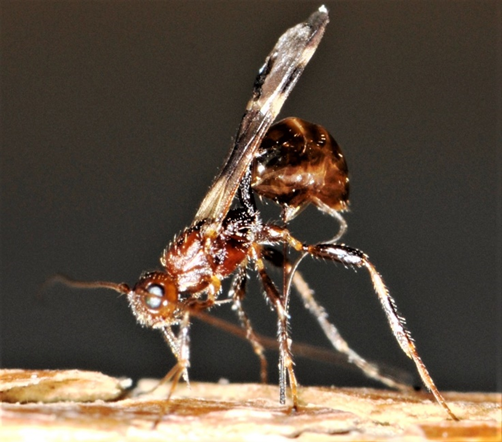 Figure 5: Parasitoid wasp Spathius galinae in biocontrol of EAB (image credit: USDA ARS - Dr. Jian Duan).