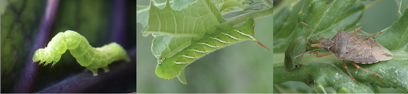 Figure 1. From left to right: A generalist herbivore cabbage looper moth larvae (Trichoplusia ni), a specialist herbivore Tobacco hornworm larvae (Manduca sexta), and a generalist omnivore spined soldier bug (Podisus maculiventris).