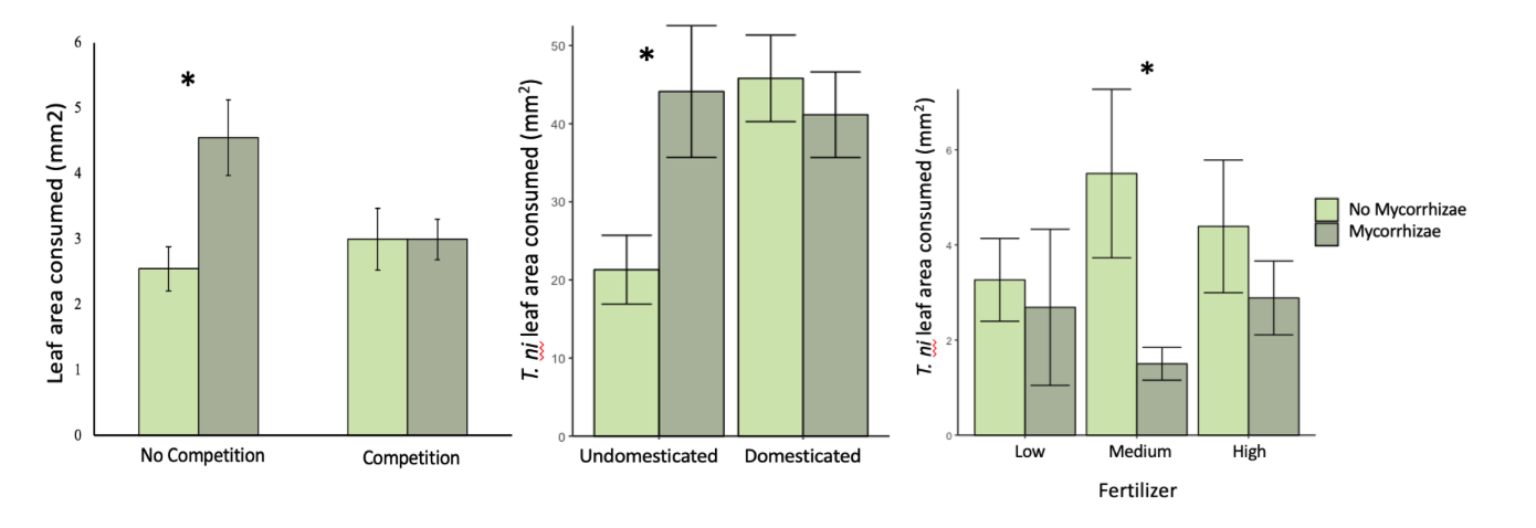Figure 2: Graphs showing total leaf area consumed by a generalist herbivore, the cabbage looper moth (T. ni) for all three greenhouse experiments. Dark green bars represent groups inoculated with mycorrhizae.