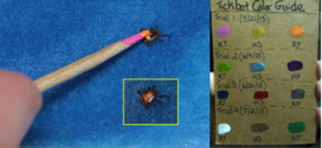 Fig. 3. Hand-painting individual ticks for mark and recapture. Source: Gaff et al. 2015