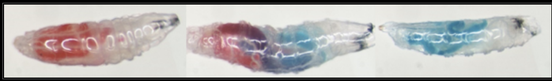 Figure 2. Images of SWD larvae fed on various yeasts dyed with food coloring. Photo courtesy of Hamby Lab, hambylab.weebly.com