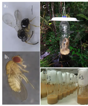 Figure 2. Study system and collection methods. a. Parasitoid wasp, b. Drosophila fly, c. banana-traps d. Study tubes.