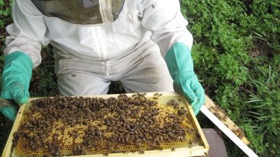 Bee keeper opening bee box frame
