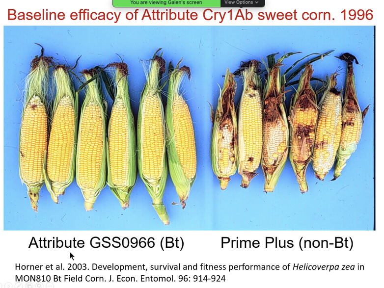 Figure 2. Earworm damage in Bt corn expressing the Cry1Ab protein in 1996 (left) compared to damage to the non-Bt isoline (right). 