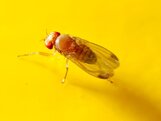 Picture Spotted-Wing Drosophila
