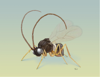 Figure 2: Litwak's illustration of a wasp (Humboldteria davidsmithi) preparing to take off. (Image Credit: Taina Litwak)
