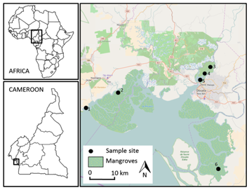 Six sites surveyed in or near the Cameroon Estuary 
