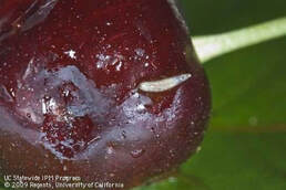 Picture Fig. 2. SWD larvae on damaged cherry (Photo by Larry L. Strand)