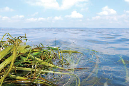 Wild celery and water stargrass