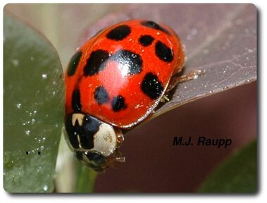 Adult multicolored Asian lady beetle