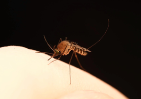 Figure 1. Culex mosquito. Photo: Ben Burgunder