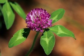 Red Clover Picture