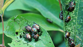 A horde of Japanese beetles can ravage trees, shrubs and herbaceous plants.